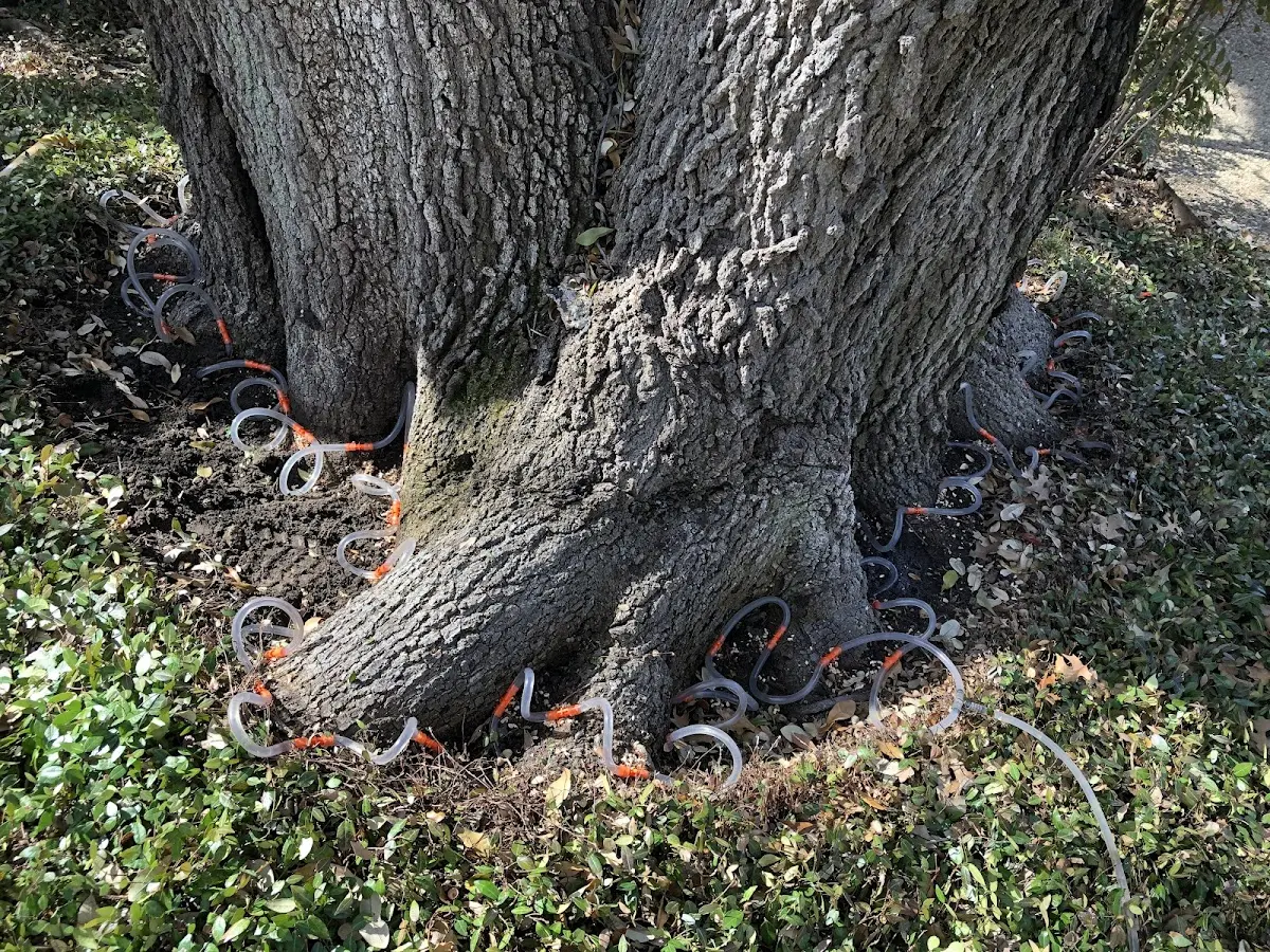 Detailed Shrub and Hedge Trimming job site in Bokeelia