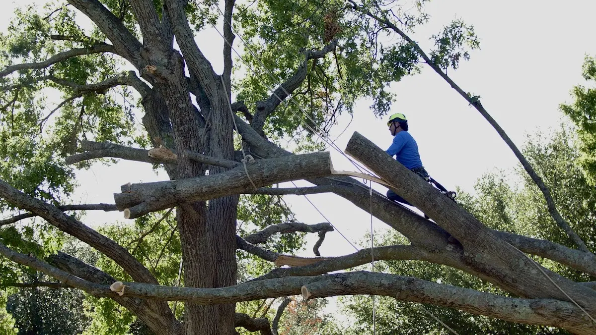 Professional Crown Thinning performed by certified arborists in Bokeelia